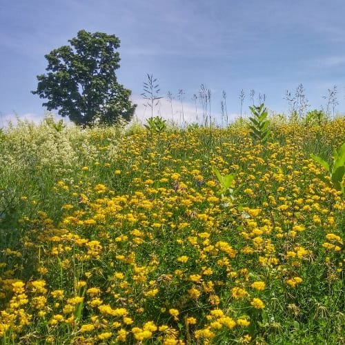 Saratoga Springs Limo Services New York